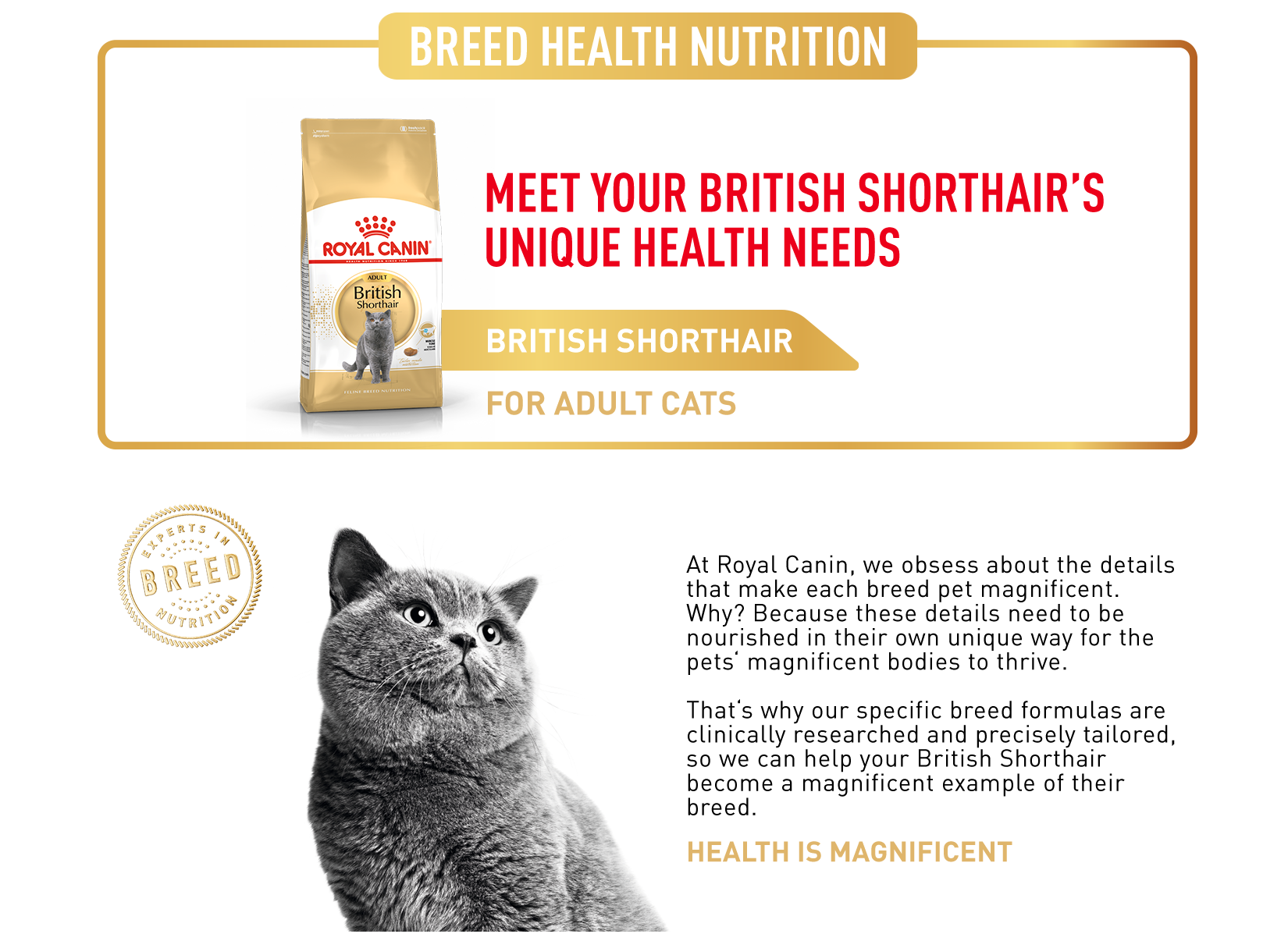 Rc sales british shorthair